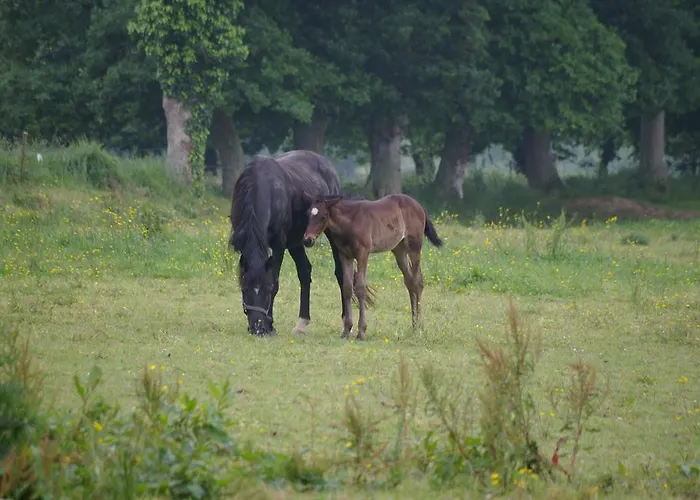 Marie France 's Sacey