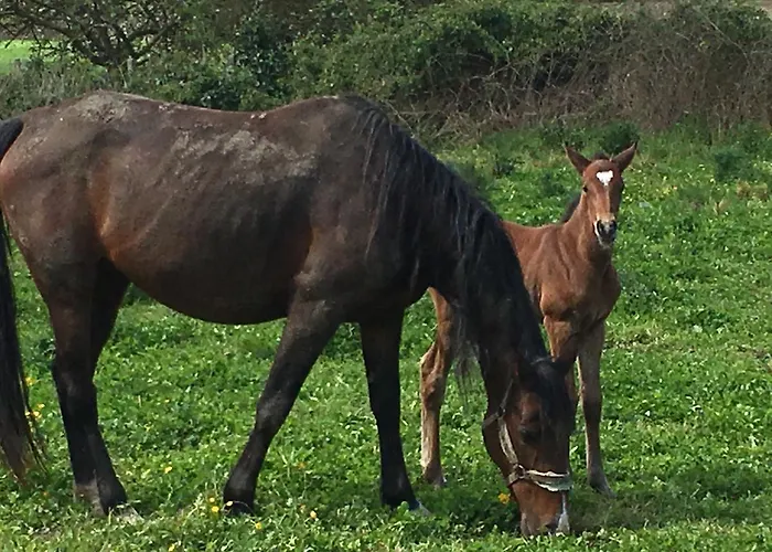 Marie France 's Bed and breakfast Sacey
